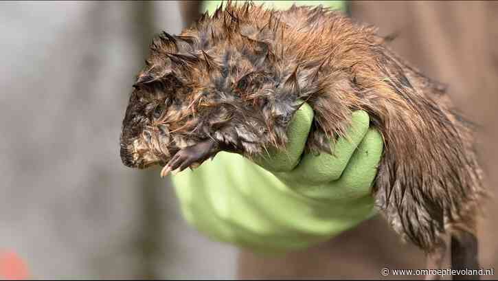 Flevoland - 2320 muskusratten gedood; waarom wordt het dier uitgeroeid in Flevoland?