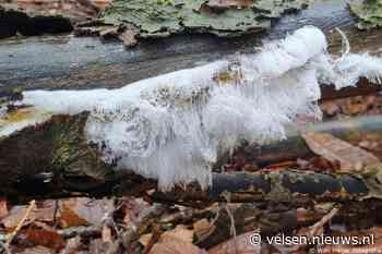 Nog geen strenge winter, maar wel een met een ‘baard’