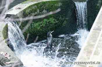 FW-MK: Kormoran in Notlage