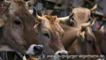 Gibt es einen Schutz vor Maul- und Klauenseuche?