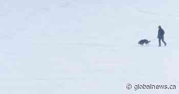 Police seek man who allegedly stabbed dog in Toronto park