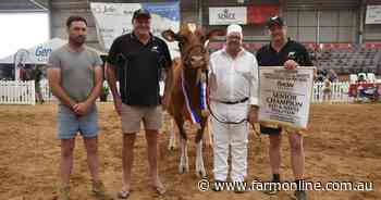 Red and White Holstein cow with amazing pedigree finally claims top prize