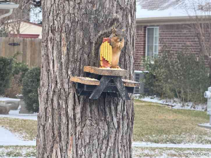 PHOTOS: Pets, animals playing in the Central Texas snow