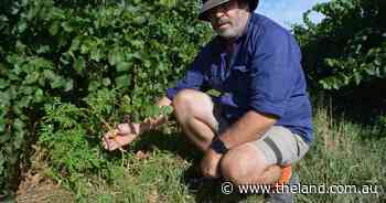 Noxious weed marches further west after floods, storms