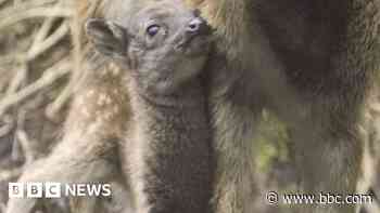 'Extremely rare' fawn successfully bred at zoo