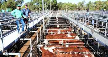 Two determined bidders drive up steer calf and heifer prices at Boyanup