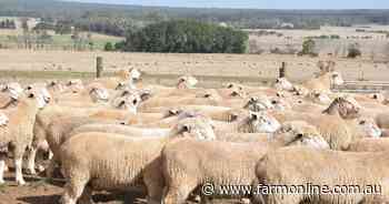 How sheep and wool producers can cut their cost of production this year