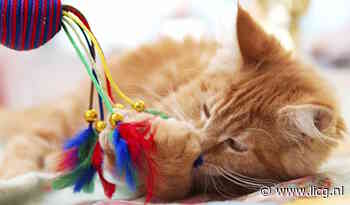 Tips om je huisdier in topvorm te krijgen