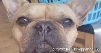 Bromley drug trafficker who sent picture of pet dog exposes £45M drug plot