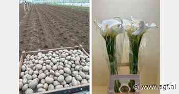 Westlandse aardappelen uit koude kas komen eraan