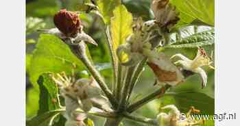Voortgang en Toepassingsvoorwaarden voor Gewasbeschermingsmiddelen 2025