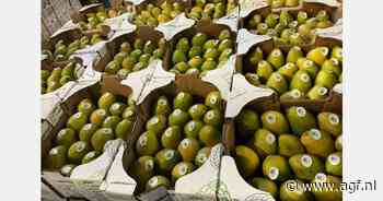 Eerste mango's uit Mexico beschikbaar