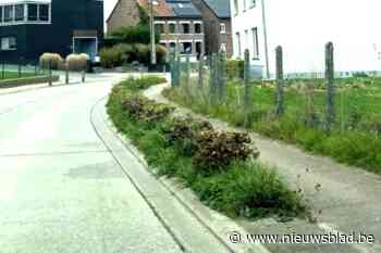 Kortenaken start met proefproject rond haagbeheer
