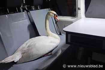 Brugse politie vervoert wel héél speciale passagier