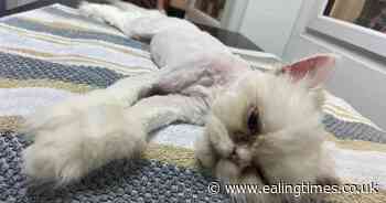 Shocking neglect of Persian cats rescued by Hillingdon RSPCA