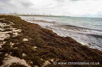 Spain's beaches turn brown as fast-spreading algae warning issued for tourists