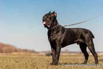 Politieploegen grijpen in nadat man verschillende keren gebeten wordt door hond