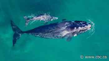 Conservation of endangered right whales faces 'serious setback' as U.S. drops proposed rule