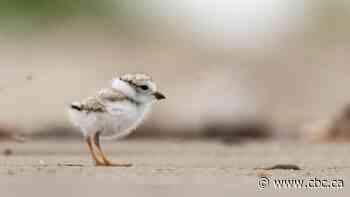 Plovers in a dangerous time: Endangered bird may be making a comeback on N.B. shores