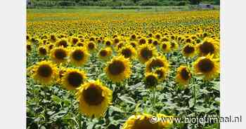 Rassenproef zonnebloem als ruwvoergewas voor biologisch melkvee