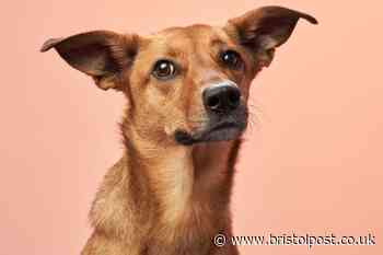 Vet shares five things he will never do with his dog - including popular activity