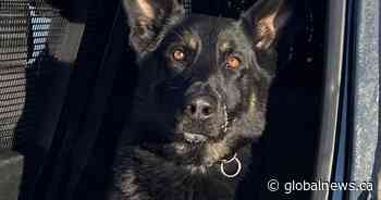 RCMP police dog tracks down fleeing Manitoba suspect