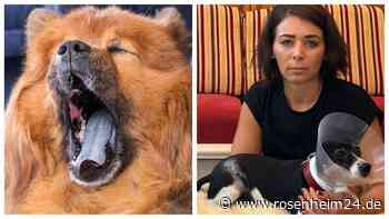 Nach Biss-Attacken in Albaching: Das geschieht jetzt mit dem „Problem-Hund“