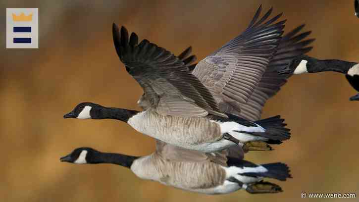 Bird flu linked to waterfowl deaths around Indiana; DNR urges caution for hunters