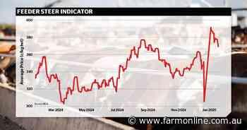 Feeder steer prices: Why they could drop, why they could head for the stars