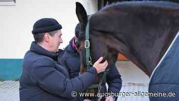 Erste Hilfe für Pferde: Illertissen hat jetzt einen Pferdesanitäter