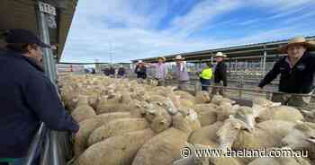 Lambs will regain their lustre, just wait and see | The First Draft