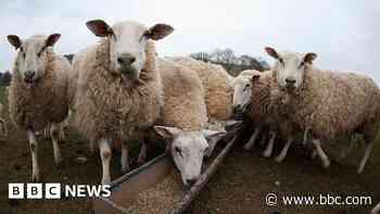 Farmer convicted for 'cruelly' mistreating sheep