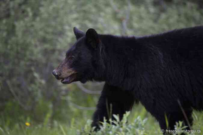 Fewer black bears killed by conservation officers in B.C. last year