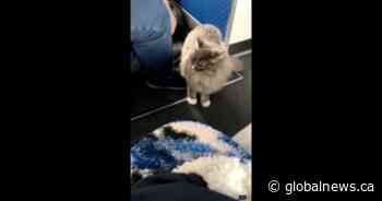 Video captures cheeky cat delighting passengers on recent flight