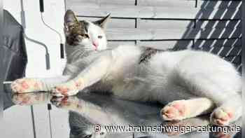 Kater Marlo in Lengede schwer verletzt – ein Opfer des Katzenkillers?