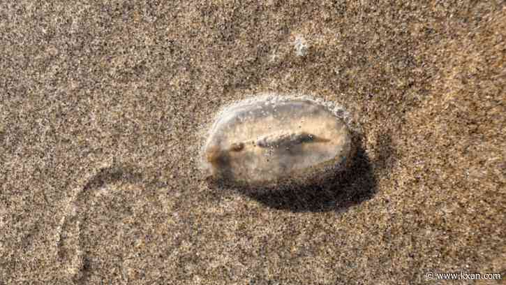 What are these 'sea cherubs' washing up on Oregon beaches?