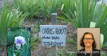 Cultivation plans for rare ingredient gin distillers can't find in Aust