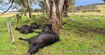 Lightning strike kills PTIC stud cows during Tenterfield storm
