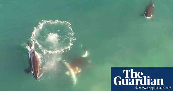 ‘Awe-inspiring and harrowing’: how two orcas with a taste for liver decimated the great white shark capital of the world