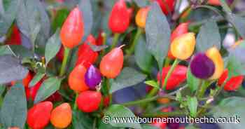 Chilli festival to return to Dorset with 'largest selection' of hot sauces