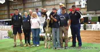 Syndicate snaps up Holstein for big price at International Dairy Week sale