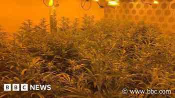 Cannabis factory found inside 'typical home'