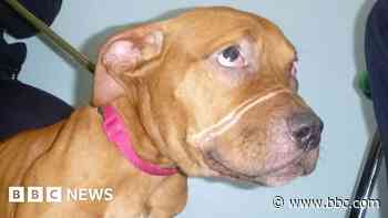 Man gets indefinite animal ban over puppy's abuse
