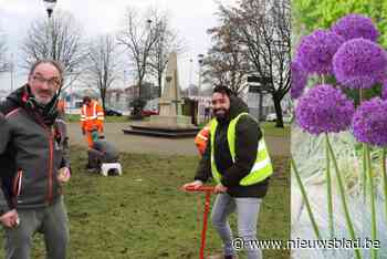 Honderden sieruien kleuren deze zomer Tweede Gidsenplein en kerkhof. “Allium wordt nieuwe herdenkingsbloem”