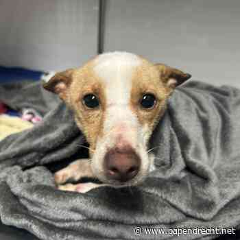 Uitgehongerde honden kwijnen weg in winterkou