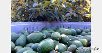 "Door watertekort niet volledige avocado-areaal benut in Huelva"
