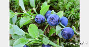Stijgende Peruaanse blauwe bessenexport kampt met logistieke problemen