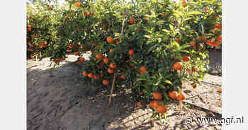 Tango meest gezochte citrus in januari in Spanje