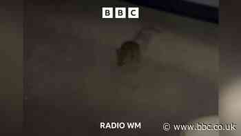 Mice on the ward at Walsall Manor Hospital