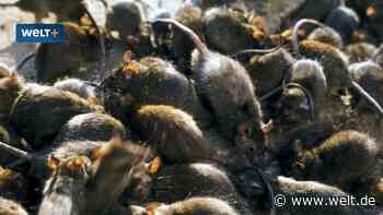 „Erhebliche Risiken für öffentliche Gesundheit“ – droht in Städten bald eine Rattenplage?